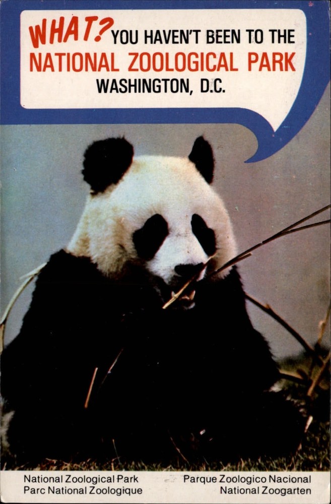 Washington DC National Zoo Park Panda Bear Ling Ling eating Bamboo postcard