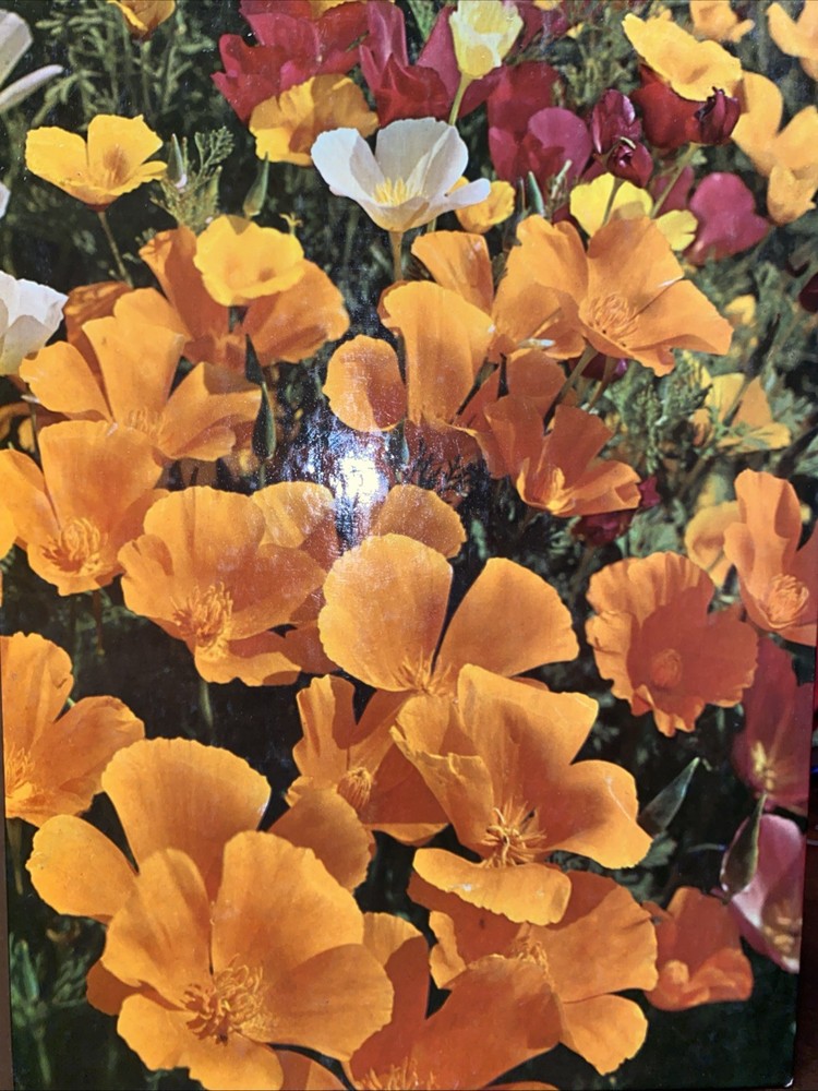 Annuals (Time-Life Encyclopedia of Gardening) - Hard Cover Book Excellent