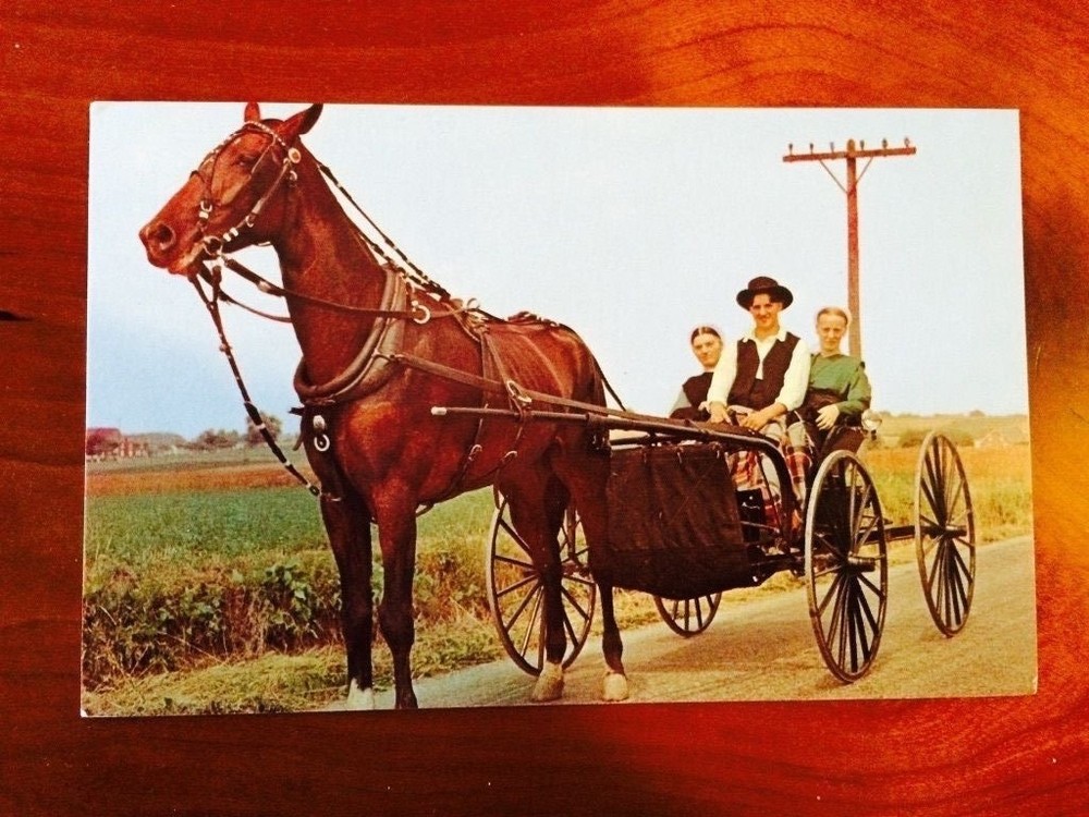 postcard - Amish Courting Buggy - Pennsylvania Dutch Country