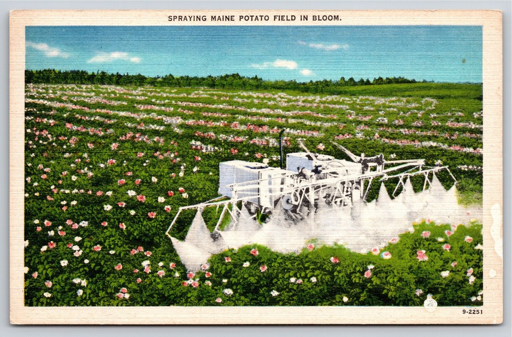 Farm~Maine~Tractor Spraying Potato Field In Bloom~American Art~Vintage Postcard