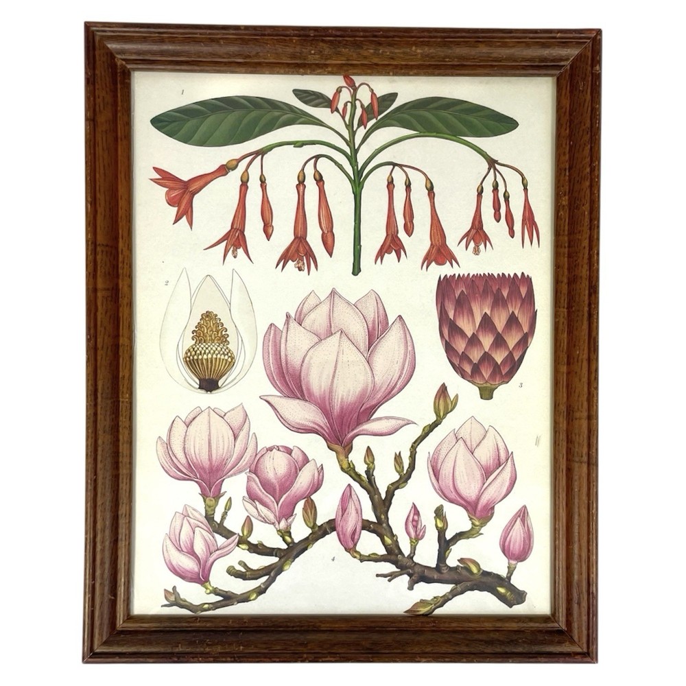 Vintage Magnolia Botanical Print Framed Floral Wall Art Cottagecore