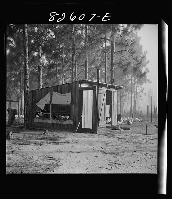 Photo:Escambia Farms Florida 1942 Poultry House Chickens Pine Woods