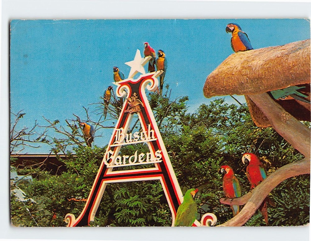 Postcard Macaws At Busch Gardens Tampa Florida