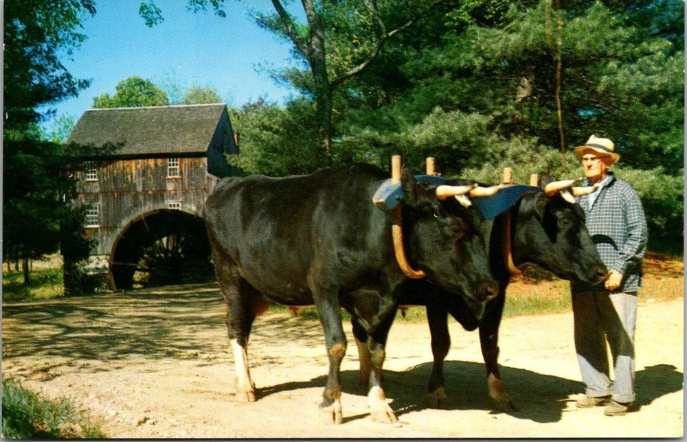 Old Sturbridge Village MA Wight Grist Mill Oxen Man Chrome Postcard