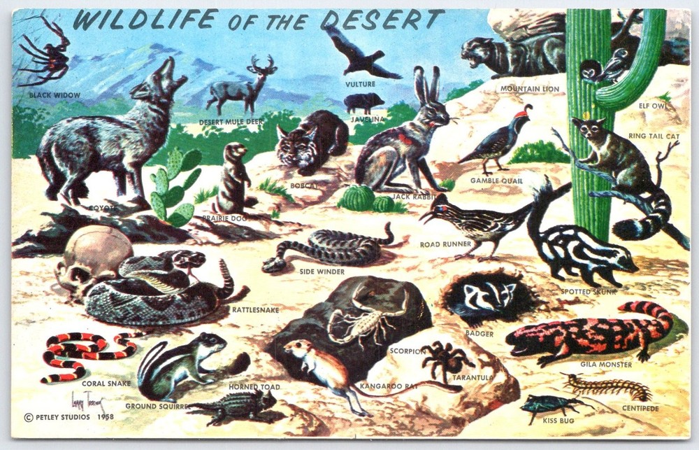1968 Desert Wildlife Postcard Petley Studios Southwest Animals Arizona