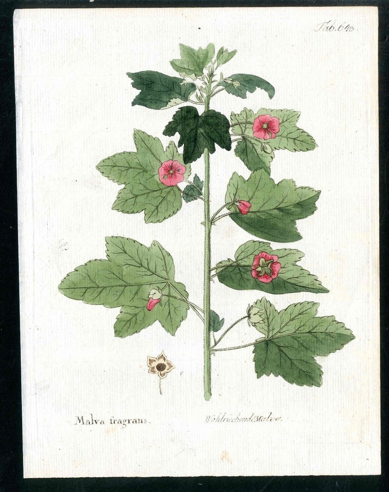 1800 Vietz Icones Plantarum Pink Fragrant Holyhock Original 1st Edition Print