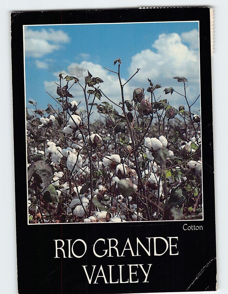 Postcard Cotton Rio Grande Valley Texas USA