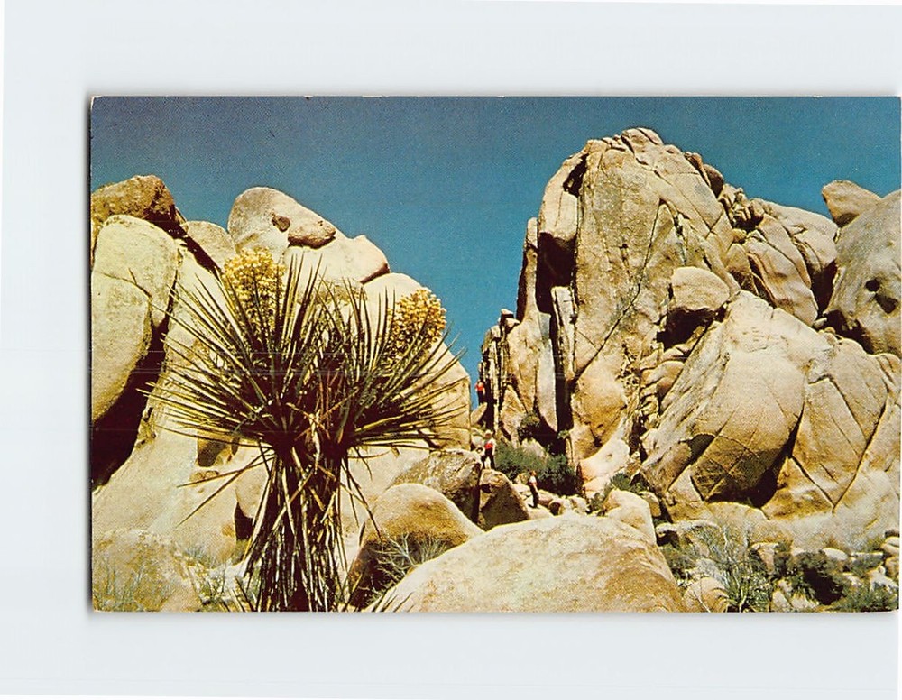 Postcard Joshua Tree National Monument Twentynine Palms California USA