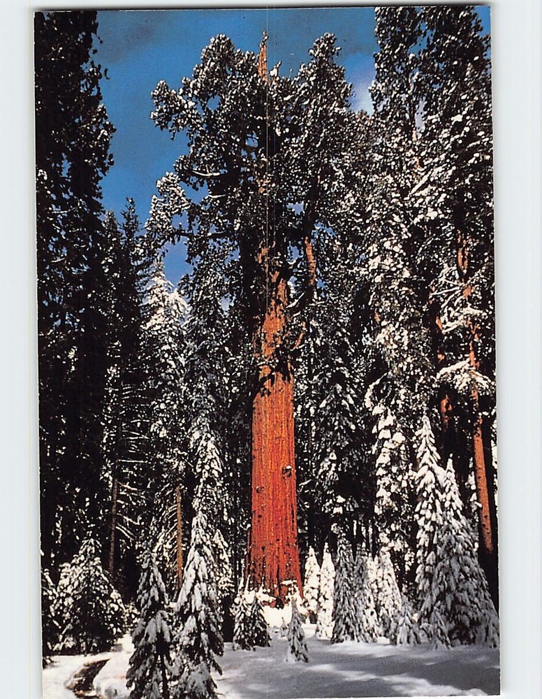 Postcard General Sherman Tree Sequoia National Park California