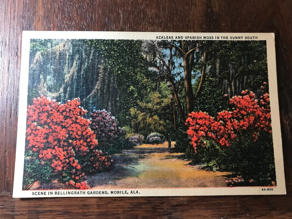 Scene in Bellingrath Gardens Mobile Alabama Azaleas and Spanish Moss Postcard