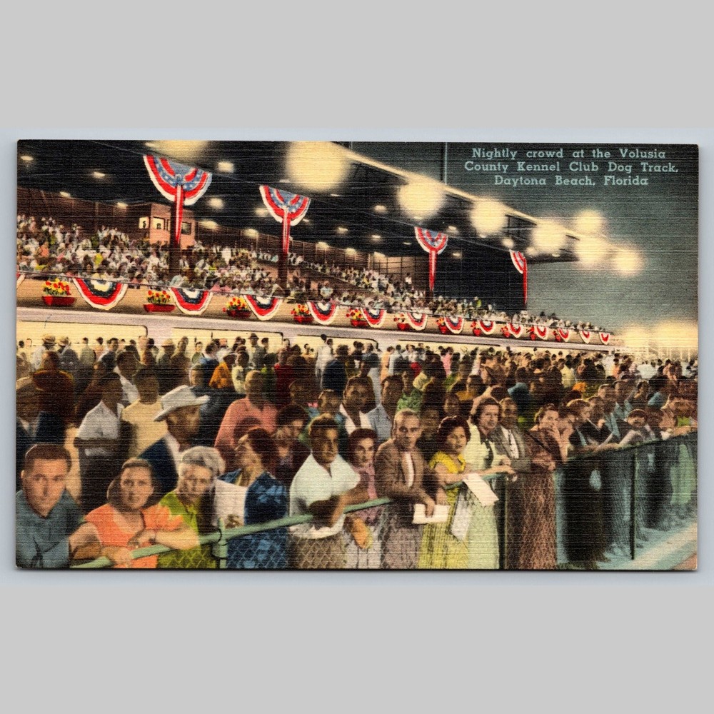 Postcard Nightly Crowd Volusia County Kennel Club Daytona Beach Florida