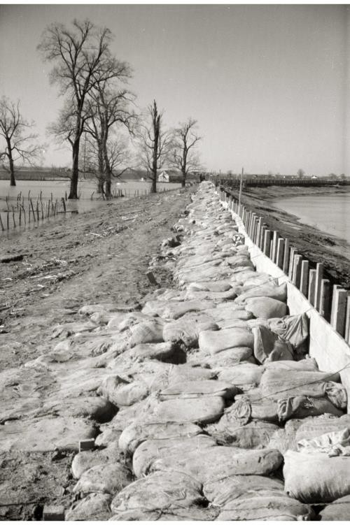 The Bessie Levee augmented,1937 flood,Near Tiptonville,Tennessee,TN,FSA,3