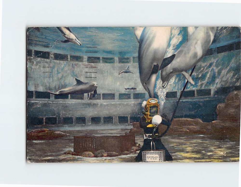 Postcard Bottom of the Porpoise Pool Marineland of the Pacific California USA