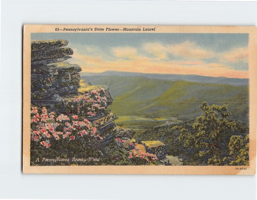 Postcard Pennsylvania's State Flower Mountain Laurel