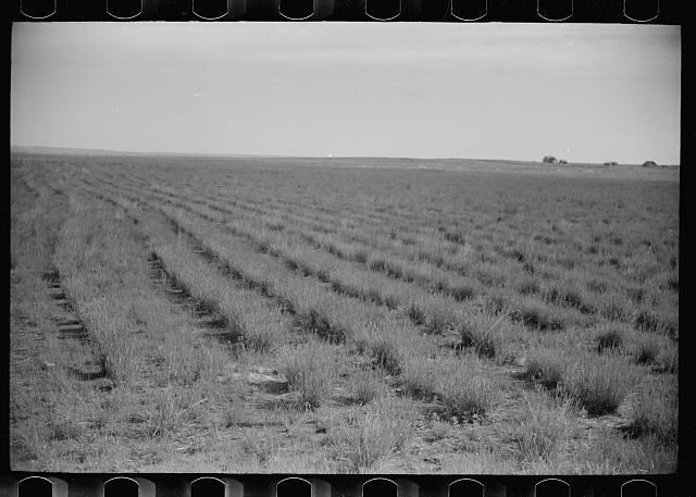 Photo:1930s-1940s Farm Field Rows Prairie Landscape FSA United States