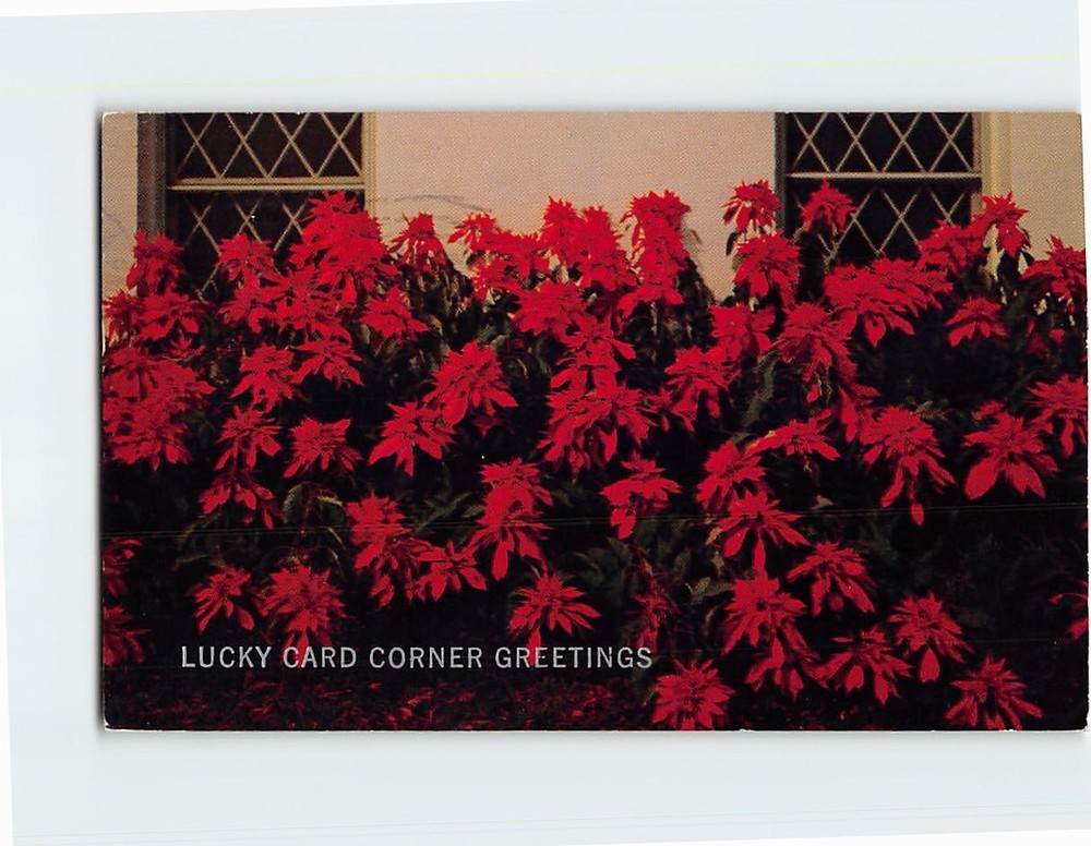 Postcard Beautiful Poinsettias Texas USA