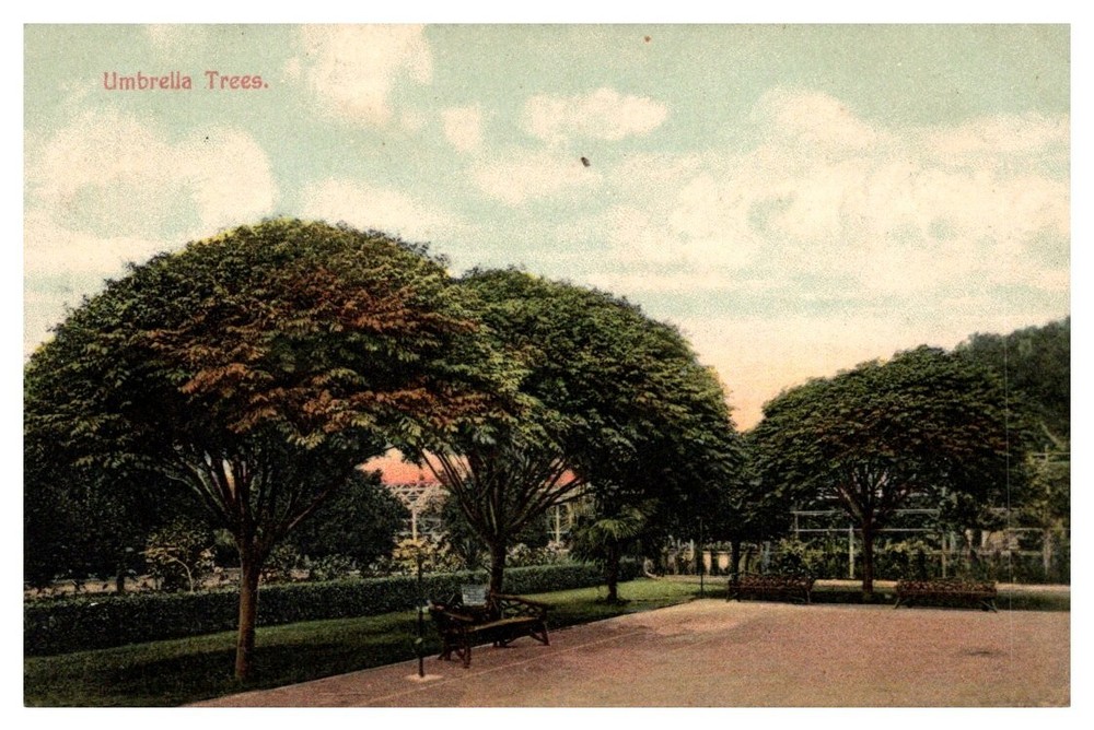 c1910 Garden Umbrella Trees Somewhere In Southern California Vintage Postcard