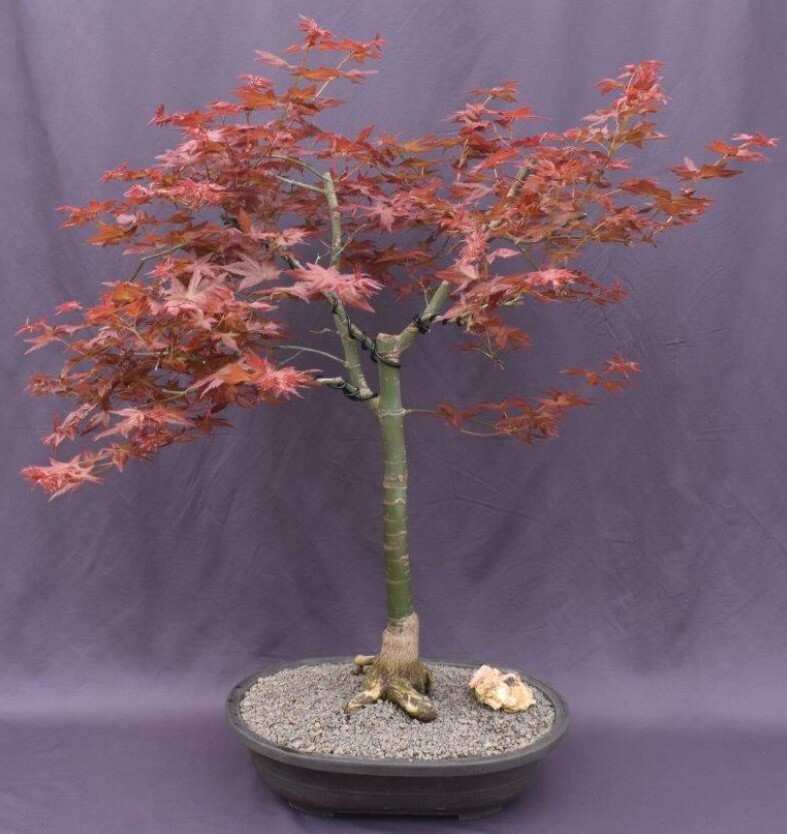 Acer Palmatum Shin Deshojo Bonsai Tree Live Outdoor Japanese Red Maple 30'' Tall-image