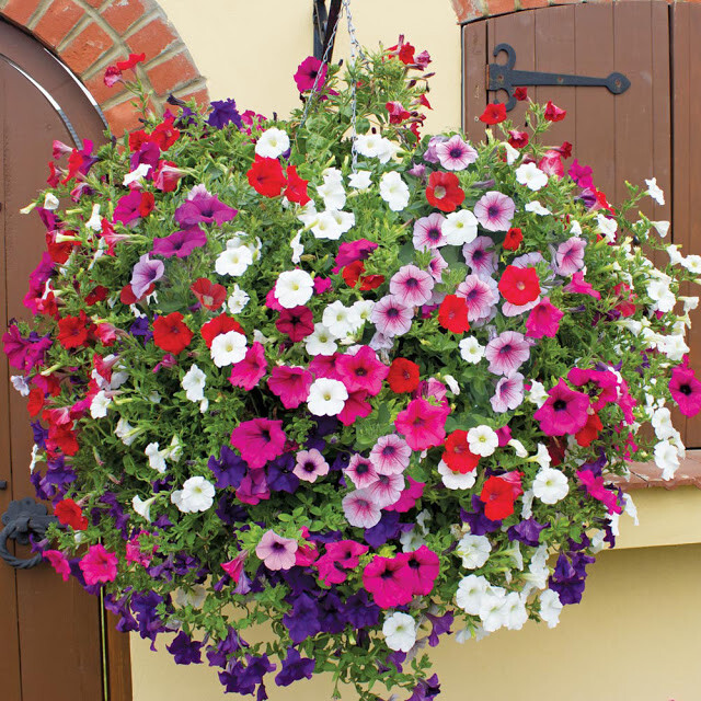 100 Pcs Mix Morning Glory Seeds Flowers for Gardens to Plant