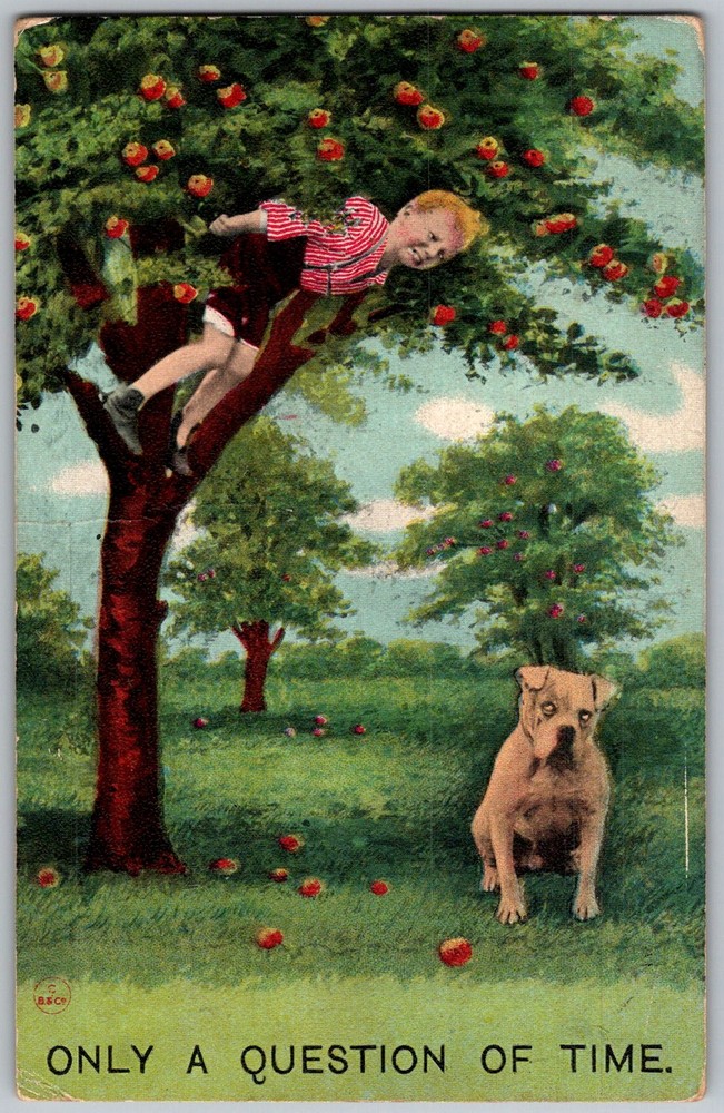 Antique Postcard Boy Apple Tree Tenleytown, DC 1910s