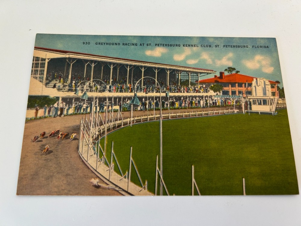 Greyhound Racing at St Petersburg Kennel Club St Petersburg Florida Postcard