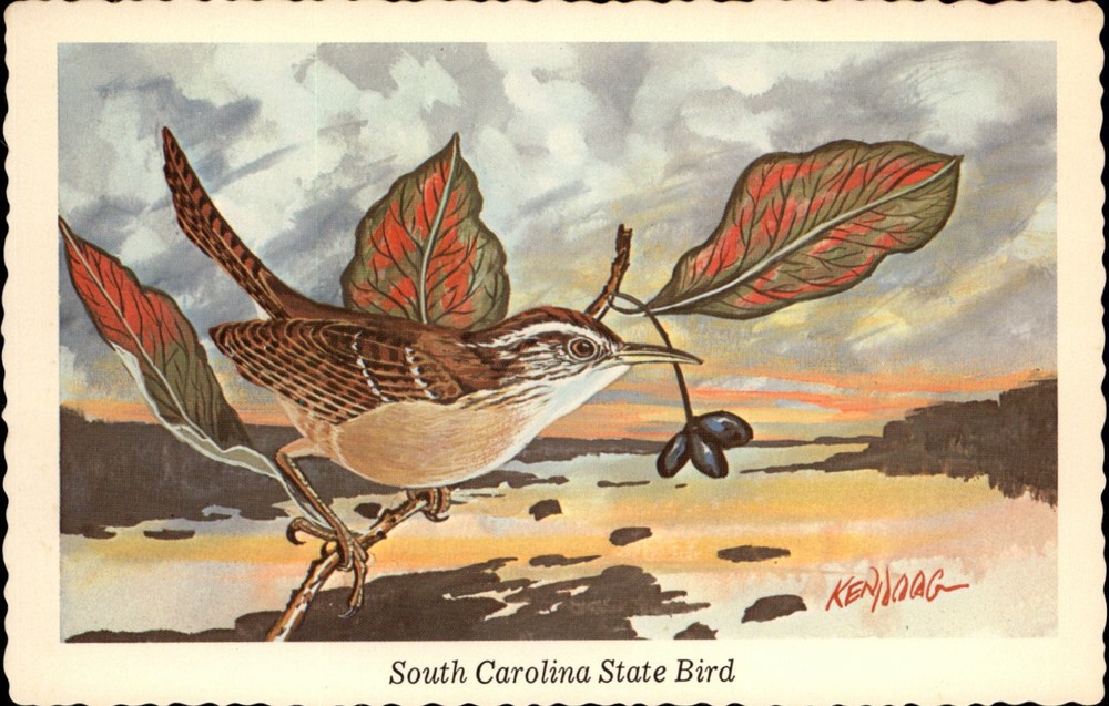 Carolina Wren South Carolina State Bird Artist signed Ken Haag postcard d943