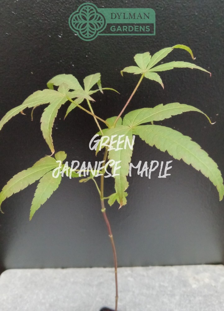 3 Dormant Green Japanese Maple Seedlings - Acer palmatum Rootstock 4 to 6 inches-image