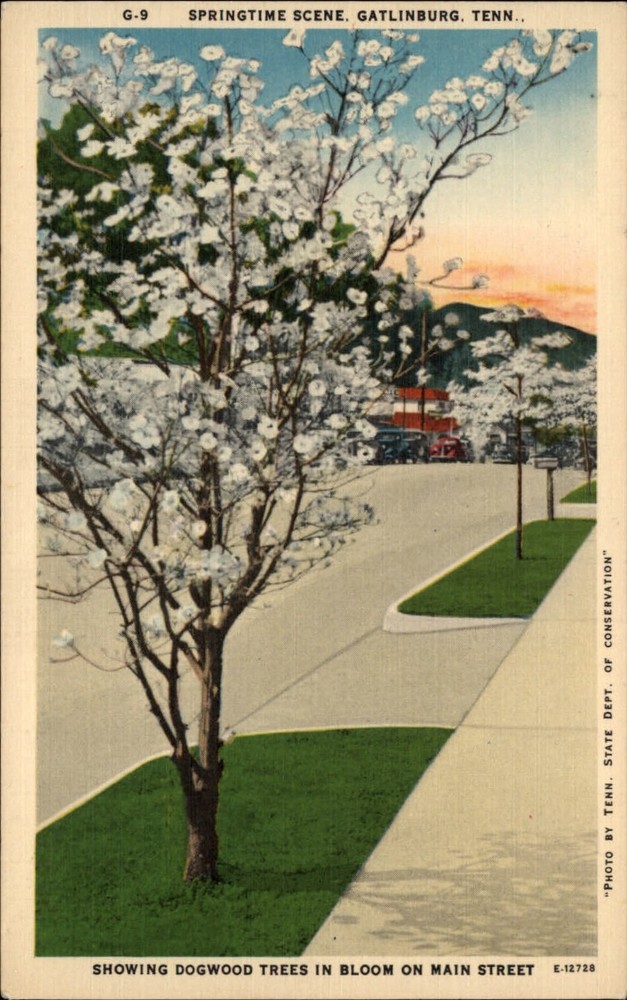 Gatlinburg Tennessee Dogwood trees in bloom springtime unused vintage postcard