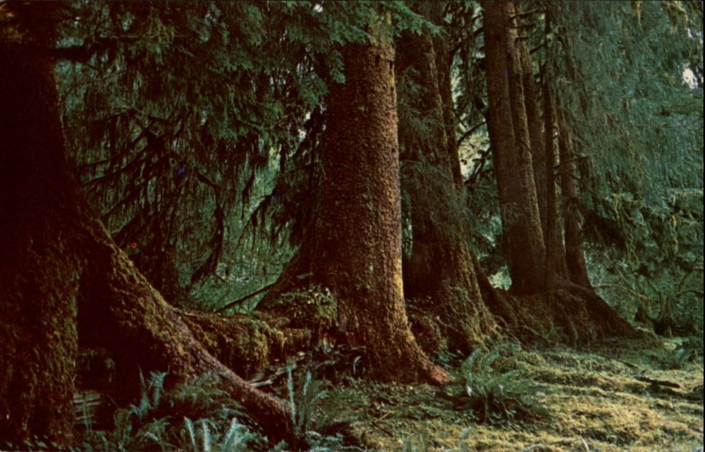 Washington Olympic Natl Park Sitka Spruce Hoh Nature Trail ~ postcard sku413
