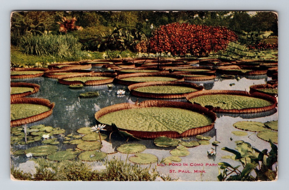 St Paul MN-Minnesota Lily Pond In Como Park Vintage c1909 Postcard