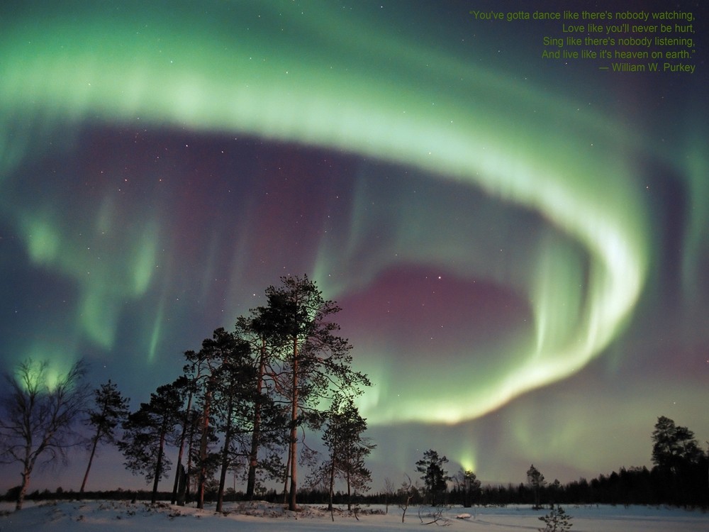 5878.Northern Lights.purkey.forest.trees.snow.POSTER.Decoration.Graphic