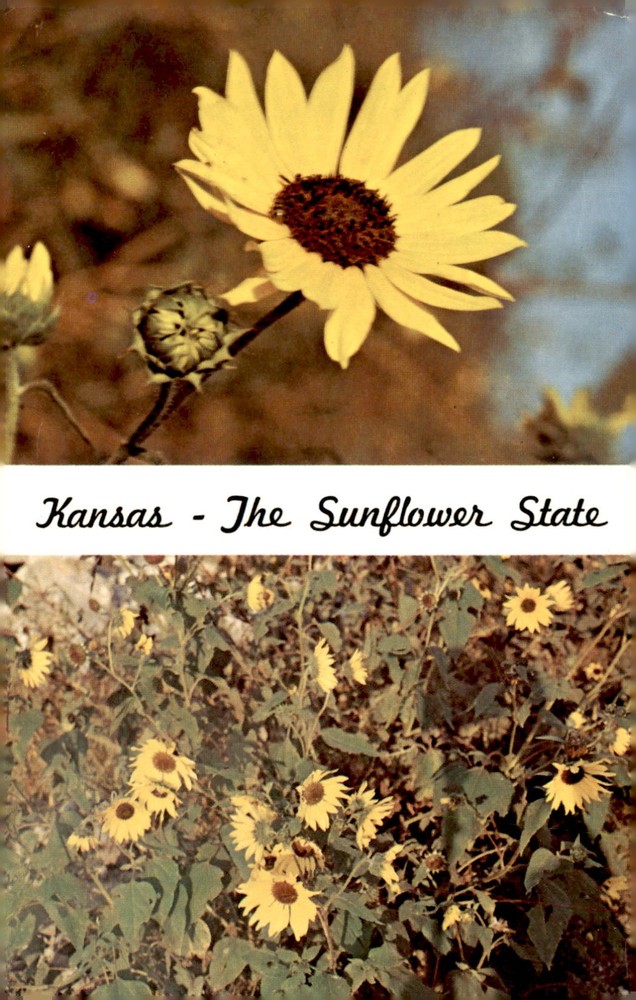 Kansas Sunflower State Flower, 1903 Legislature Act Postcard