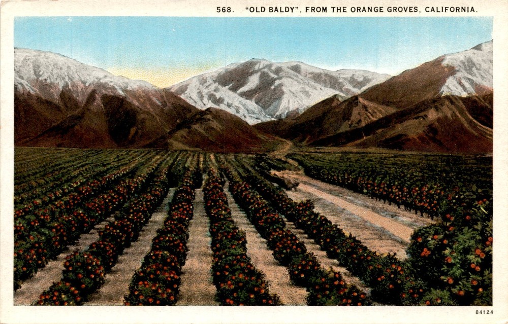 OLD BALDY, ORANGE GROVES, CALIFORNIA, WESTERN PUBLISHING Postcard