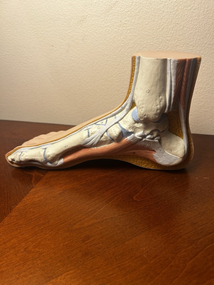 Vintage Anatomical Medical Teaching Plastic Instructional Foot Model Podiatry