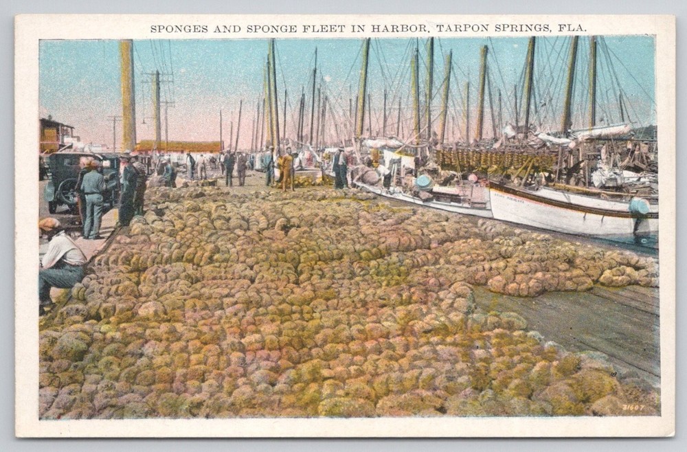 Vintage Tarpon Springs FL Sponge Fleet Harbor Postcard 1910s Florida USA
