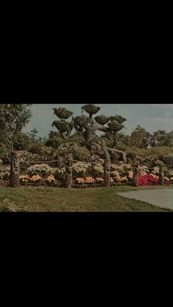 Shangri-La Tree at Cypress Gardens~Winter Haven Florida FL~VTG 1970s Postcard