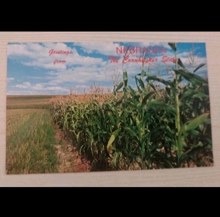 Greetings From Nebraska The Cornhusker State ~ Corn Field ~VTG Postcard~Unposted