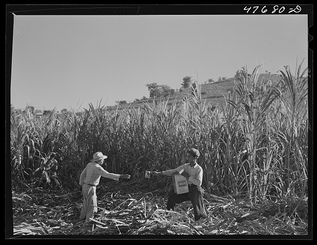 Photo:Guanica Puerto Rico 1942 Sugar Cane Field Workers Drinking Water