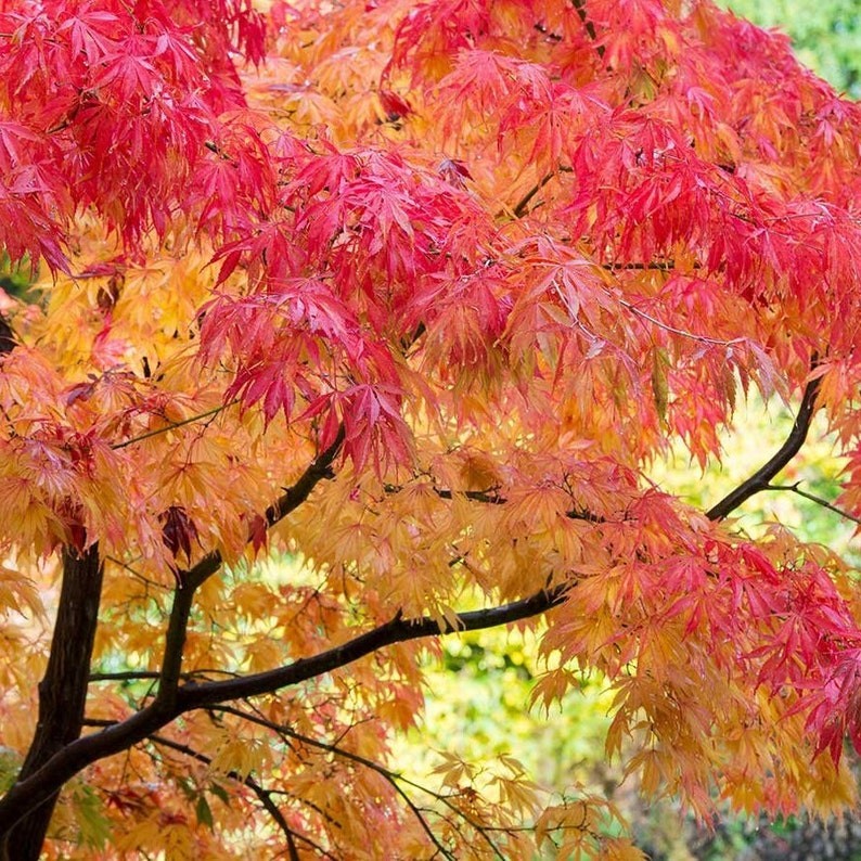 Fireglow Japanese Maple Tree Seeds Acer Palmatum Fireglow New 2024-image