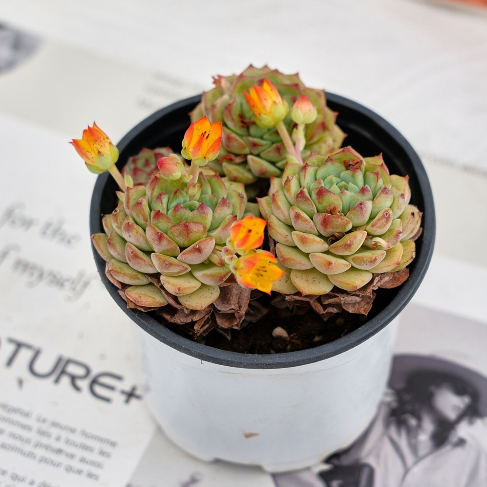 Cara de panda Echeveria de 4