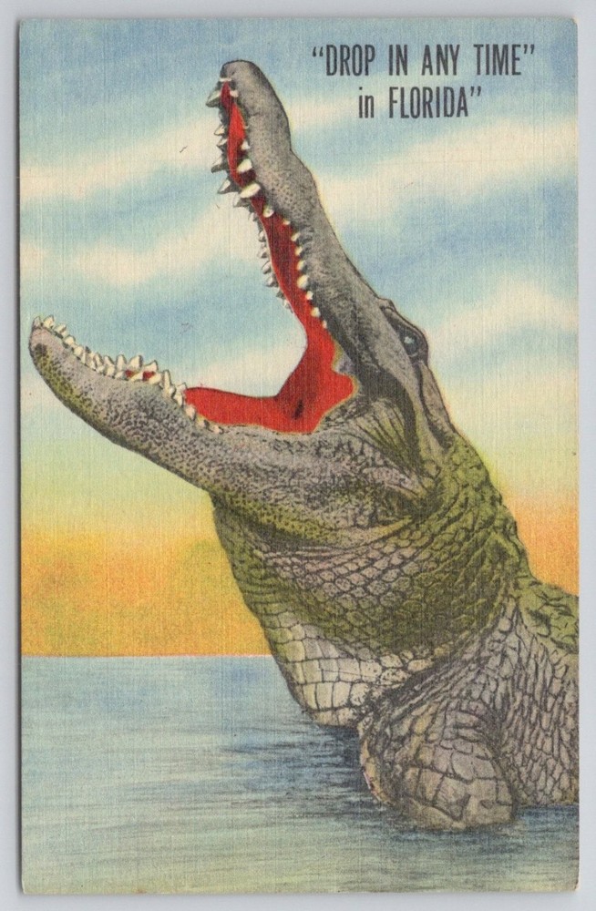 Vintage Florida Alligator Linen Postcard Curteich CT Art-Colortone 1940s