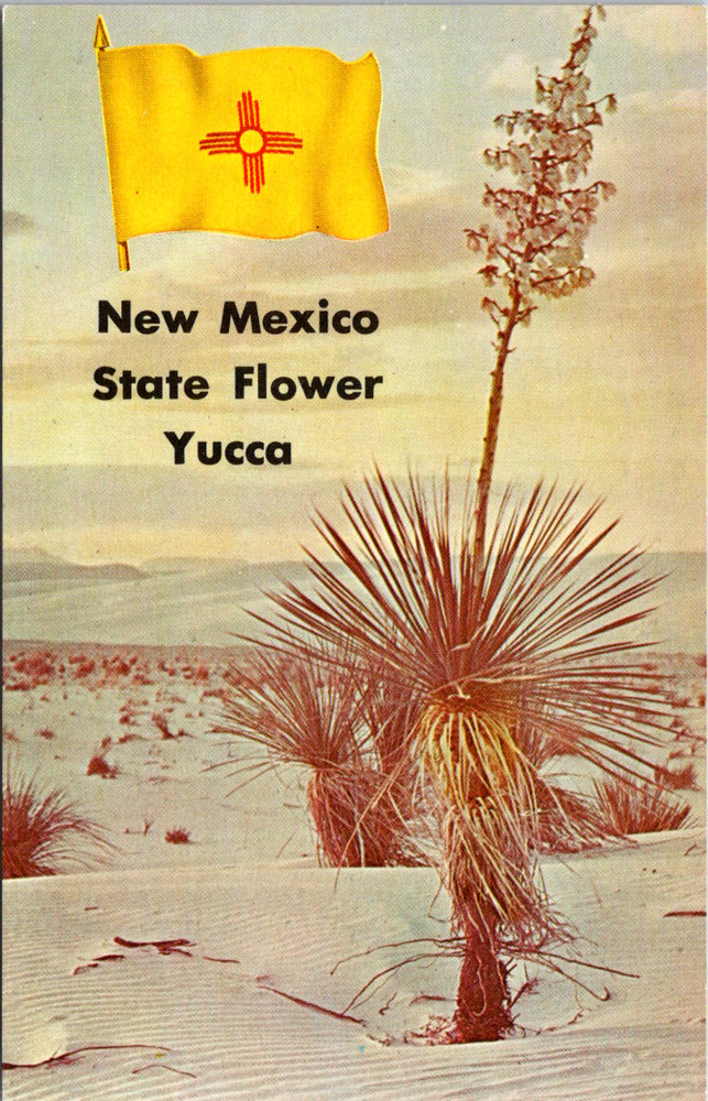 Vintage Postcard Alamogordo New Mexico Yucca State Flower