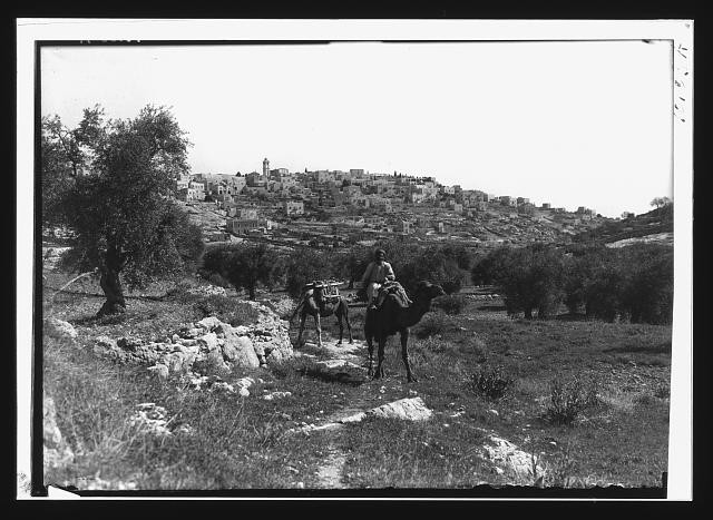 Photo:Bethlehem Palestine 1930s Camel Rider Hill Town View