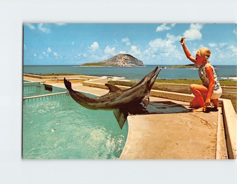 Postcard Keiki the Porpoise at Sea Life Park Hawaii USA