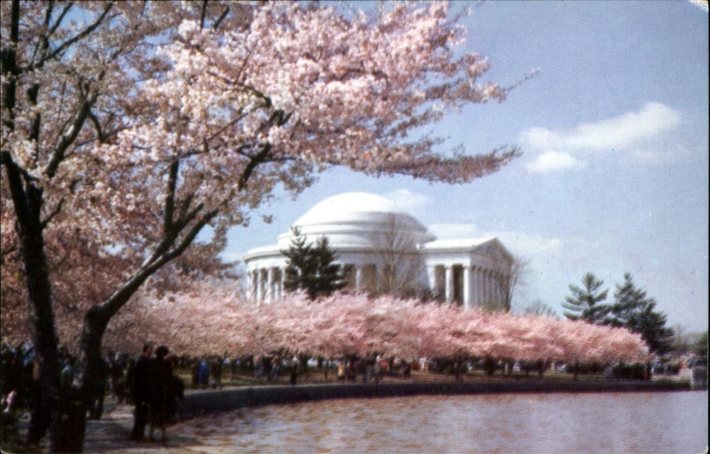 Jefferson Memorial cherry blossoms Washington DC ~ 1950s
