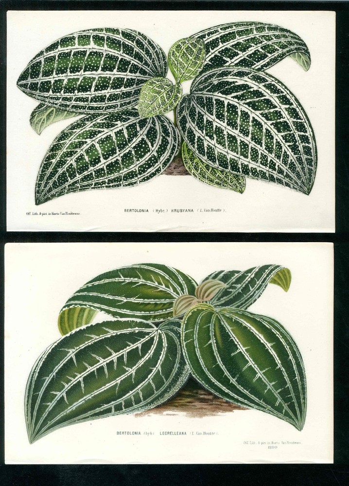 1847 Van Houtte Flore Serres Jardins  Bertolonia Jewel Plant 2 Antique Prints