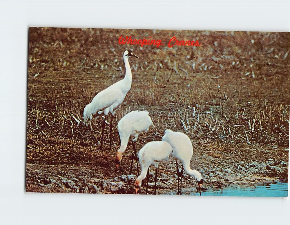 Postcard Whooping Cranes