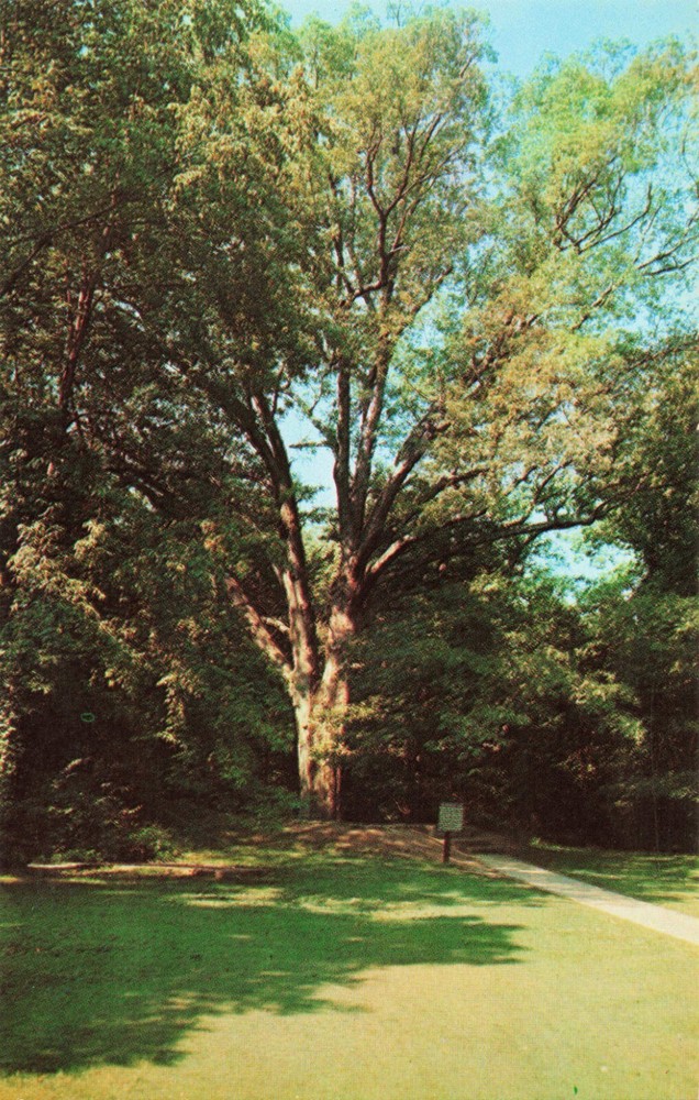 Abraham Lincoln Birthplace Boundary Oak Tree Hodgenville KY Postcard
