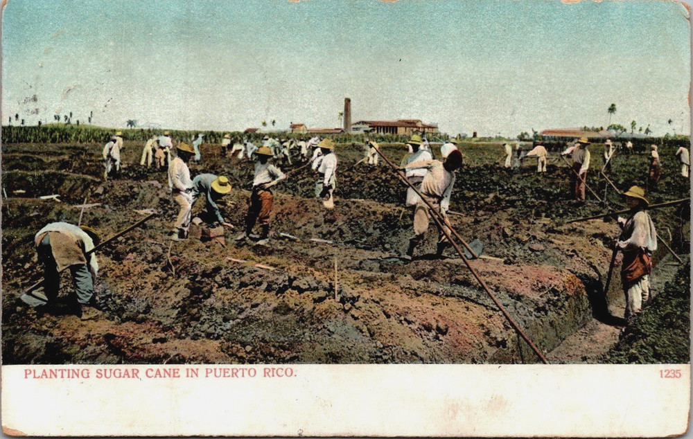 Planting Sugar Cane Field Workers Old Farming Puerto Rico Postcard c1900s