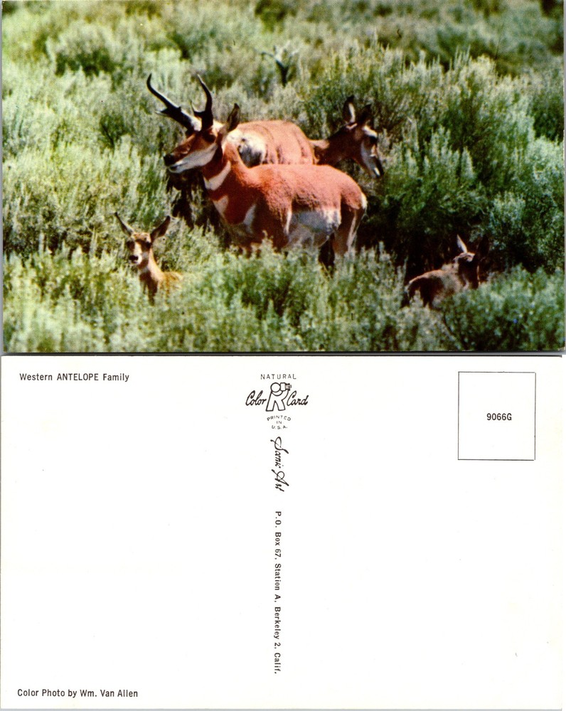 Western Antelope Family Wildlife Postcard